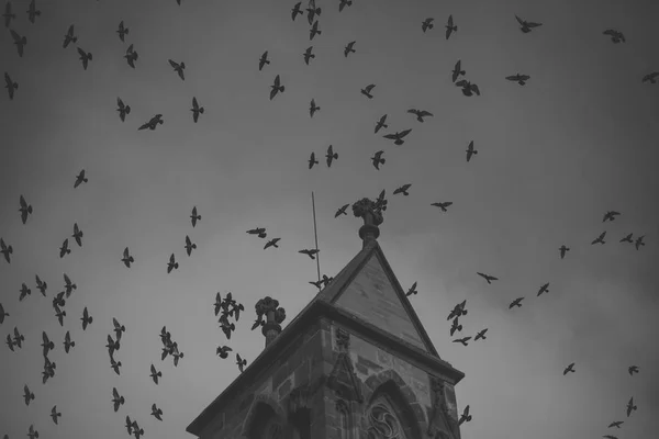 dark birds fly on cloudy sky near top of gothic castle. Medieval architecture, dramatic sight, classy style concept.