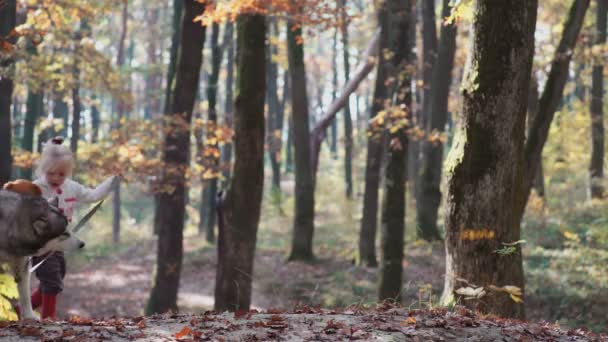 Meisje en hond. Mooie vrouw speelt met haar hond. Kind en hond. Meisje met hond in het bos spelen. Meisje met husky in het forest. Meisje speelt met haar husky in het park. — Stockvideo