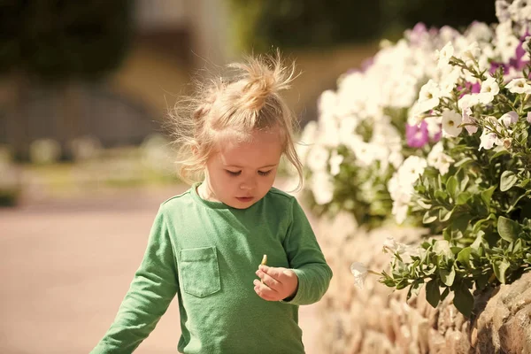 Child is studying the flora and fauna. Baby boy standing near lilac and white blooming petunia flowers — Stock Photo, Image
