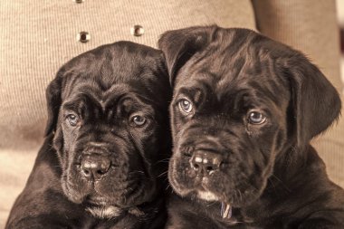 iki siyah mastiffs. evde beslenen hayvan mevcut ve kış partisi