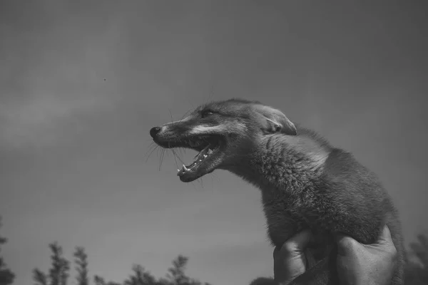 Zorro alegre. granja y animales . —  Fotos de Stock