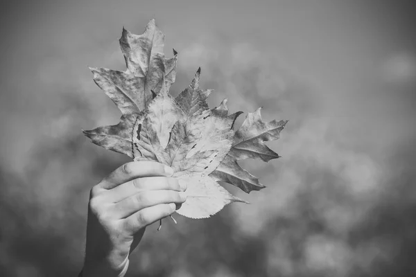 季節は、秋。ナチュラル イエローの手に落ちる葉の日当たりの良い屋外。男性の手で花束を紅葉します。. — ストック写真