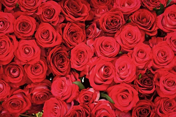 Bouquet de rosas vermelhas. Flor de rosa vermelha fresca no fundo pétala de rosa — Fotografia de Stock