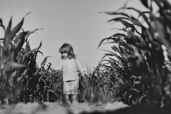 Mısır tarlasında bir çocuktur. Mısır ya da Mısır yeşil alan küçük çocuk