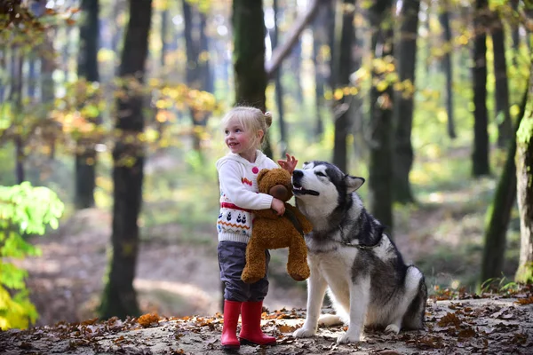 Criança com husky e ursinho de pelúcia no ar livre fresco. Criança brinca com cachorro na floresta de outono — Fotografia de Stock