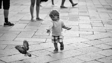 Çocuk güvercin sonra çalışır. Güvercin besleme erkek bebek