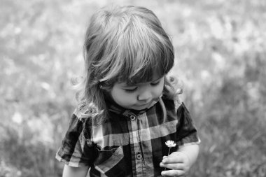 Papatya ile çocuk. yeşil çimenlerin üzerinde mutlu küçük çocuk