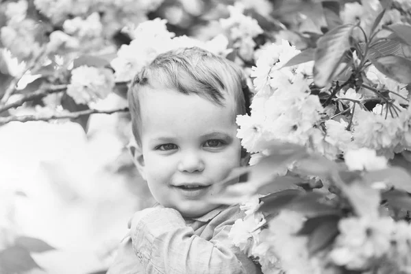 Criança e árvores floridas. Menino bonito entre flores rosa florescentes — Fotografia de Stock