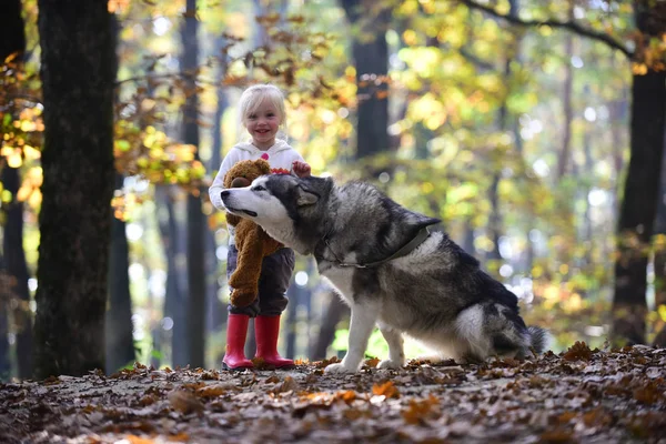 Pies husky z dzieckiem na świeże powietrze z zewnątrz. Pies i dziewczynka w lesie jesienią — Zdjęcie stockowe
