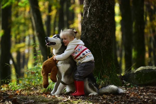 Girl in park with dog husky. Girl with siberian husky. Delightful girl plays with siberian husky. Girl walking with hunting dog