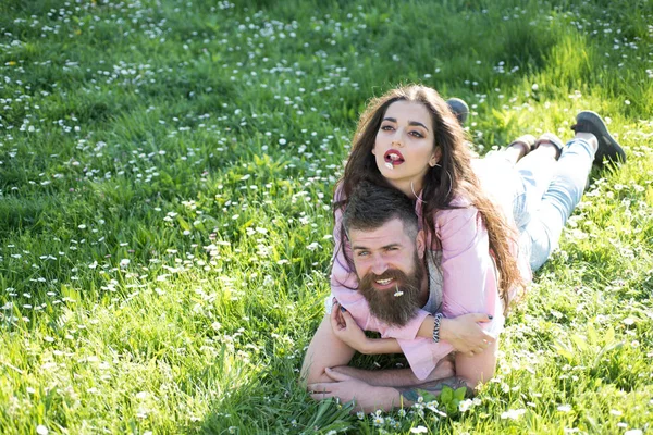 Mutlu çift yeşil çayır ağızlarına papatya veya papatya çiçek tutan yatan aşık. Sakallı adam ve romantik tarih, aşk ve ilişki kavramı oldukça esmer kız arkadaşına
