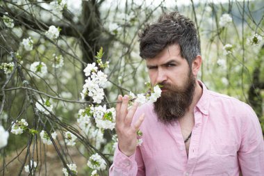 Bahar zamanın tadını çıkarın. Sakallı adam koku kiraz çiçeği. Uzun Sakal ve bıyık üzerinde ciddi bir yüz olan adam. Hipster çiçek açması çiçek keyfini çıkarın. Kuaför ve saç salonu. Kuaför Salonu