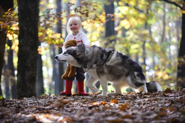 マラミュートと屋外の新鮮な空気にテディベアの子供します。子供は秋の森で犬と遊ぶ — ストック写真