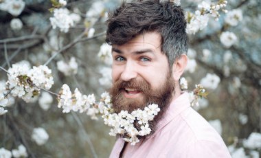 Bahar ruh. Sakal içinde kiraz çiçeği ile mutlu bir adam. Çiçek açması ağaçlar gülüşe bıyık sakallı adam. Hipster çiçek çiçek tadını çıkarın. Kuaför Salonu. Kuaför ve saç salonu