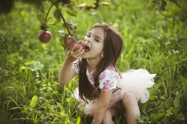 リンゴの木から子食用リンゴ — ストック写真