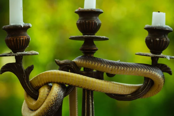 Kockázat elkerülése. A kígyó körül a természet gyertyatartó. Csendélet, kandeláberek és szabadtéri kígyó. Isten és ördög. Művészeti tervezés és természetes dekoráció — Stock Fotó