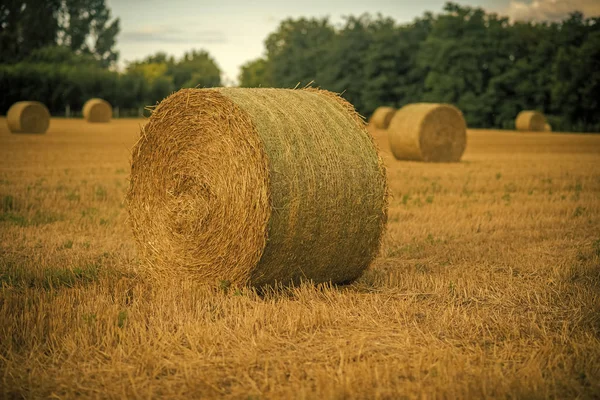 Heuboden. Erntelandschaft mit Strohballen — Stockfoto