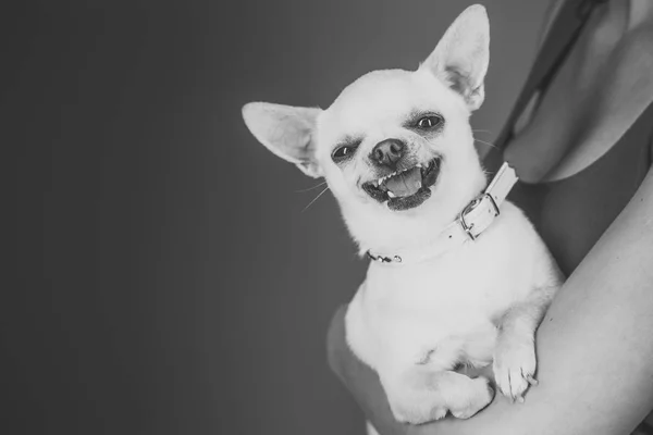 Cane felice. Devozione e concetto di costanza — Foto Stock