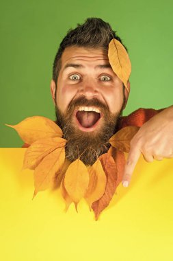 Sonbahar zaman. Adam doğal sarı sonbahar yaprakları sakal tutun kağıt ile.