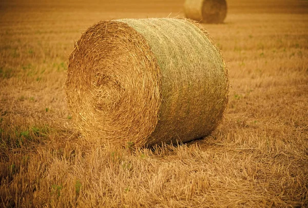 A széna betakarításának. Mezőgazdaság, tenyésztés, ökológia. — Stock Fotó