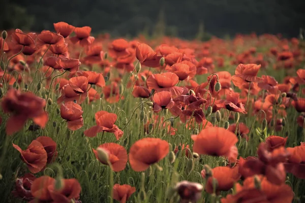 Des coquelicots rouges. Le coquelicot du souvenir - appel de coquelicot . — Photo