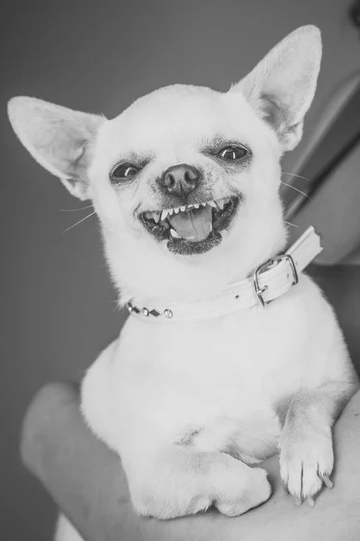 Perro feliz. Mascotas, compañera, amigo, amistad — Foto de Stock