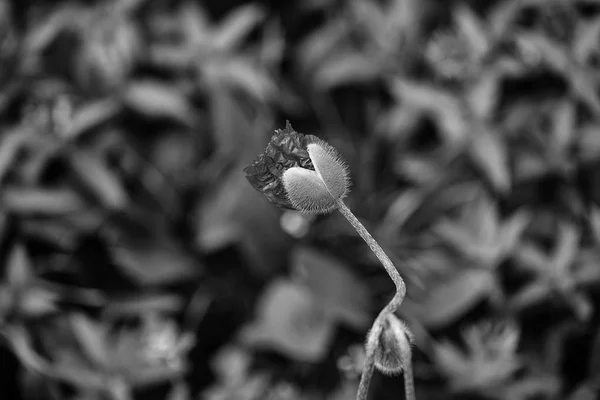 花のつぼみ。オレンジ色の花のつぼみ — ストック写真