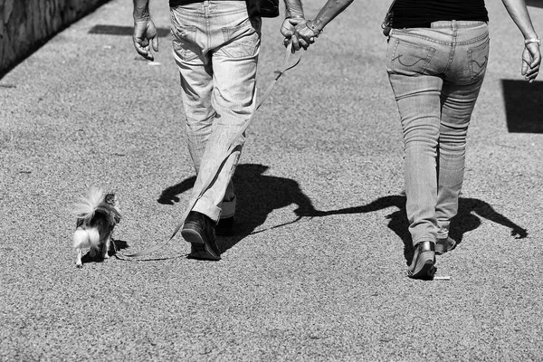 Marche avec le chien. Couple chien de promenade ensemble — Photo