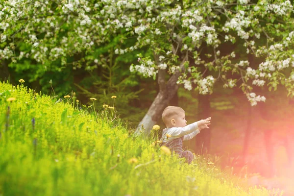 Ребенок в парке с цветущими одуванчиками и деревьями — стоковое фото
