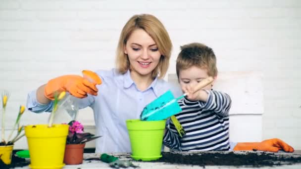 Sonen hjälper mamma att plantera blommor. Familjen planterar sommarblommor i färgade krukor. Begreppet plantering blommor. — Stockvideo