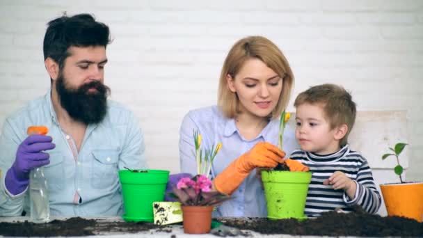 Батько і мати радіють тому, що маленький хлопчик допомагає їм садити літні квіти. Концепція літніх квітів . — стокове відео
