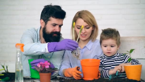 Un petit garçon plante des fleurs avec ses parents. Concept de travail familial. La famille est heureuse de passer du temps à planter des fleurs . — Video