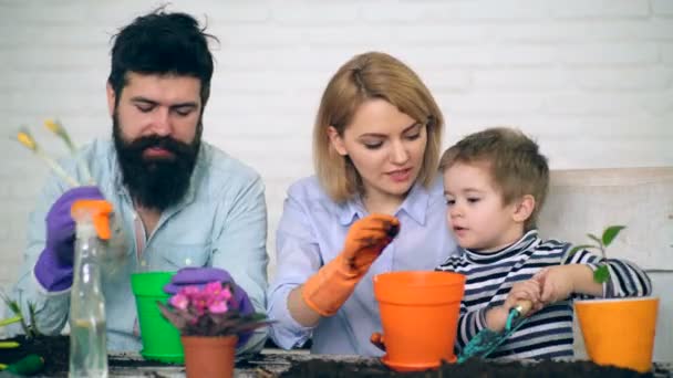 Mãe e pai ensinam seu filho a plantar flores em vasos. Lazer jovem família . — Vídeo de Stock
