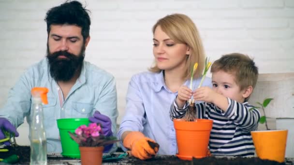 The boy holds the flower in his hands and pours it on the ground. Concept of seedlings. The boy helps parents plant flowers. — Stock Video