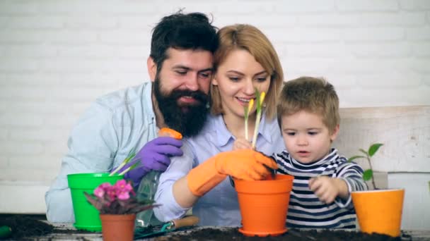 Aile yaz aylarında çiçek dikim. Çiçekler tencerelerde dikim. Bahçe kavramı. — Stok video