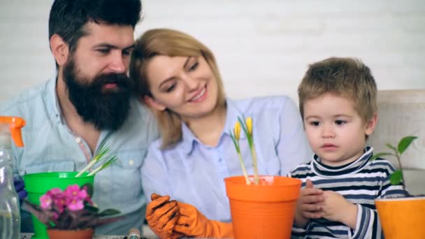 Die Eltern im Hintergrund blicken auf einen Jungen, der Blumen in farbige Töpfe pflanzt. Kleingärtner. ein Junge mit seinen Eltern pflanzt Blumen. — Stockvideo