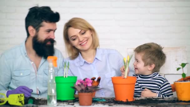 Een vrolijke jongen helpt ouders plant bloeit in gekleurde potten. Zomer bloemen planten. — Stockvideo