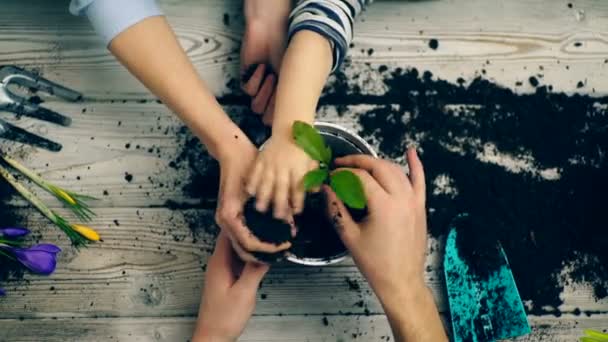鍋に花を植えられた人の家族のメンバーの手。滑走の花鍋にクローズ アップの手。園芸概念. — ストック動画