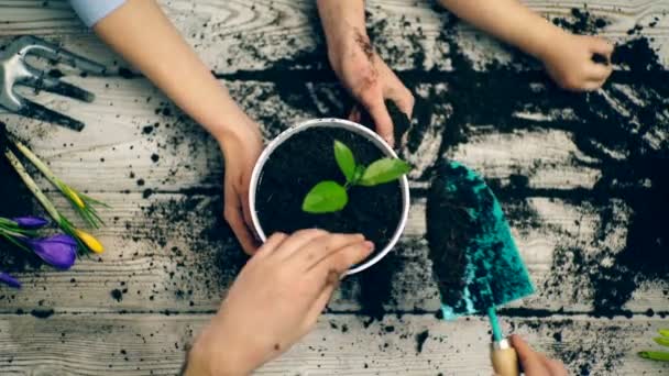 人と子供クローズ アップ花を植えるためのポットで地上を洪水の手 花を植えることの概念 — ストック動画