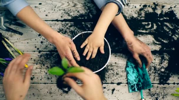 Gros plan sur les mains de la famille plantant des fleurs. Le concept de plantation de fleurs . — Video