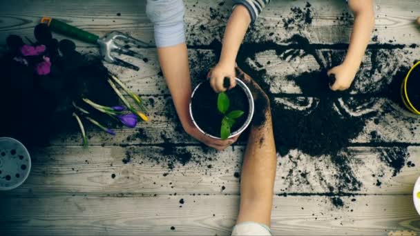 Las manos de los padres y un hijo de cerca que plantan flores en macetas. Cierra las manos . — Vídeos de Stock