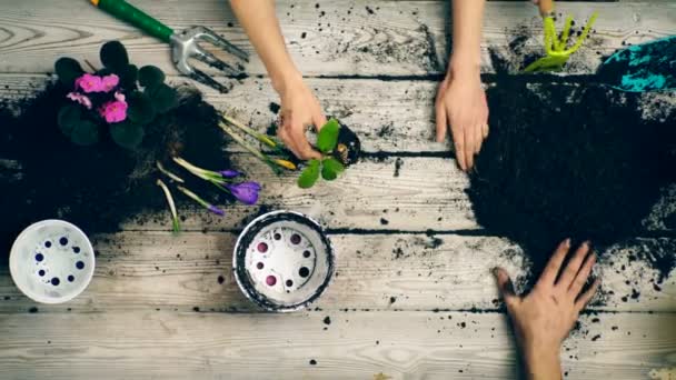 Pojken hjälper föräldrar planta blommor i krukor. Närbild-händer som plantera blommor i krukor under våren. — Stockvideo