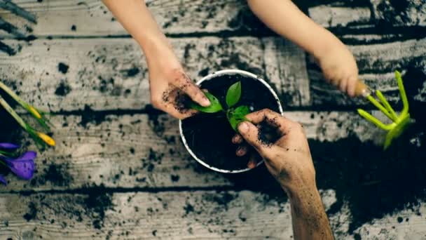 El concepto de jardinería. Las manos de dos adultos se cierran sobre las hojas de la flor y el niño enrolla la tierra con harapos . — Vídeo de stock