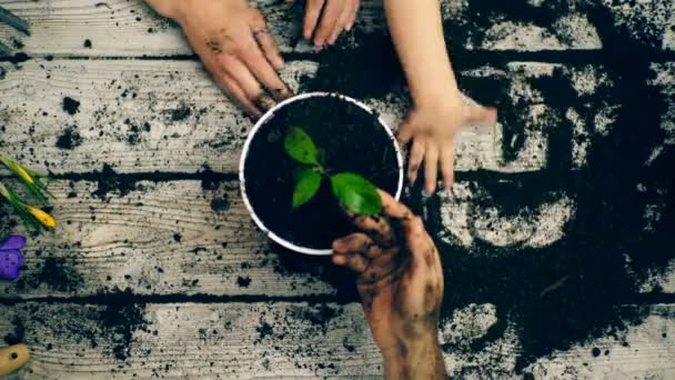 Närbild barnens armar ritning på lera. Sonen hjälper föräldrar planta blommor. — Stockvideo