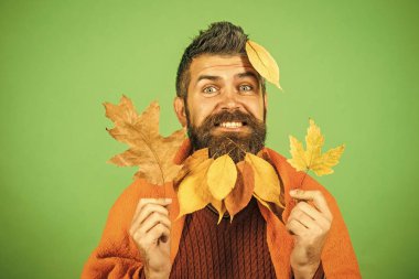 Berber ve Kuaför, yaprakları sakal.