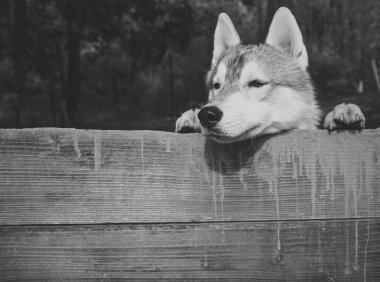 Yeni yıl, köpek, husky köpek ya da köpek yavrusu yılı
