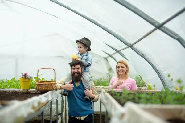 Üvegház. családi munka üvegház. üvegház, boldog családi gazdálkodás. üvegház, ültetés. dolgozó virágok. — Stock Fotó