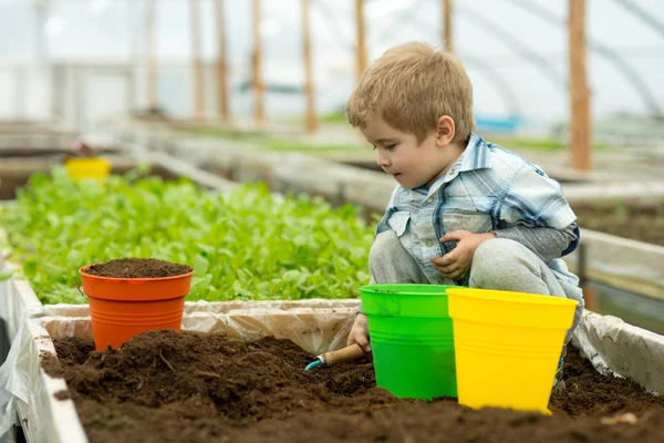 Trädgårdsmästare i polytunnel. trädgårdsmästare polytunnel växthus. liten pojke trädgårdsmästare arbetar i polytunnel orangeri. moderna polytunnel plantering med liten trädgårdsmästare. Trädgårdsskötsel — Stockfoto