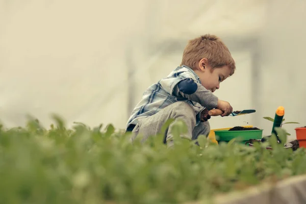 Liten pojke i växthus. av växthusgaser arbetaren. liten pojke jobbar i växthus. moderna växthus trädgårdsarbete. liten pojke vill bli bonde. nyfiken liten pojke trädplantering. företagets ägare. — Stockfoto