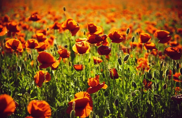 Poppy seed or red flower in field — Stock Photo, Image
